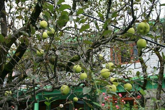 appleview-guest-house